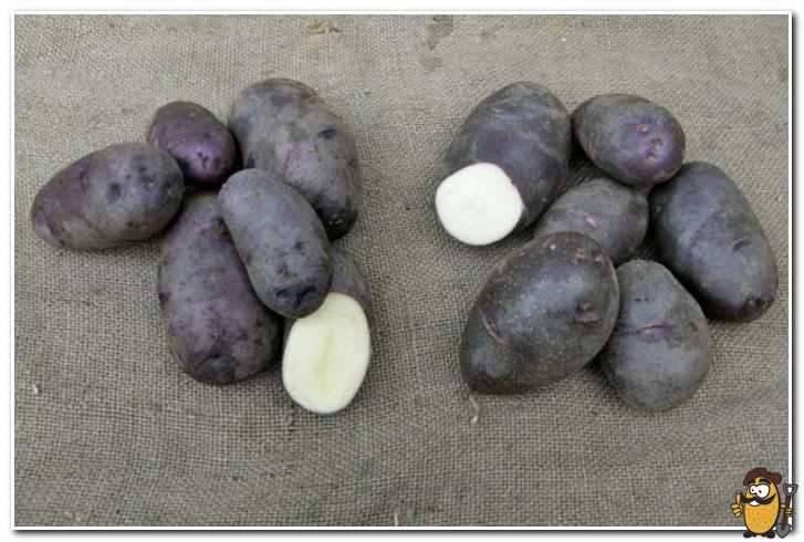 Выращивание черной картошки
