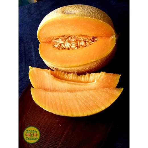 Популярные сорта дынь с оранжевой мякотью