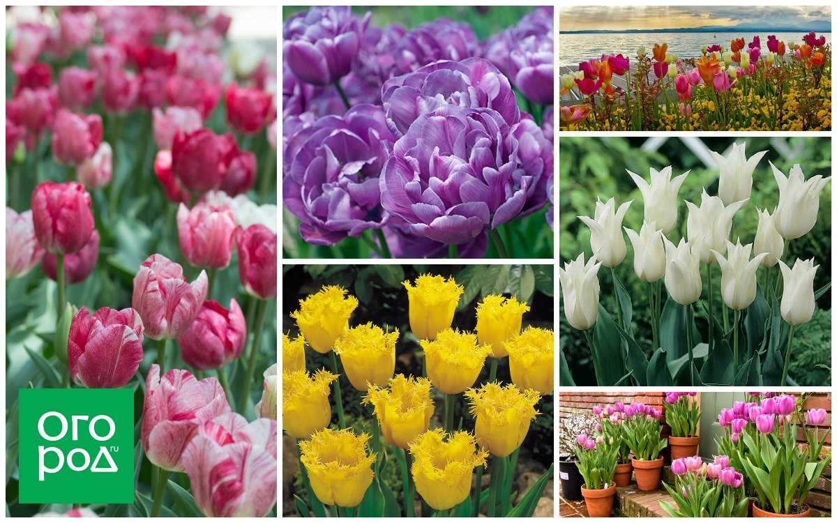 Уход за фиолетовыми тюльпанами: основные моменты и рекомендации
