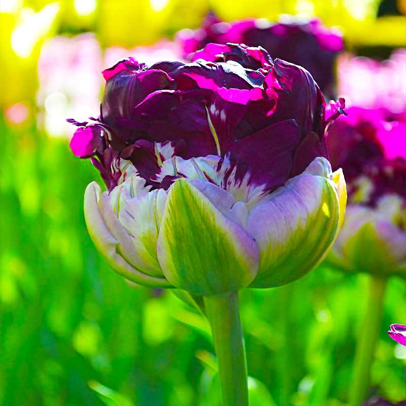 Фиолетовые тюльпаны в букетах