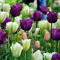 Популярные сорта фиолетовых тюльпанов для вашего сада