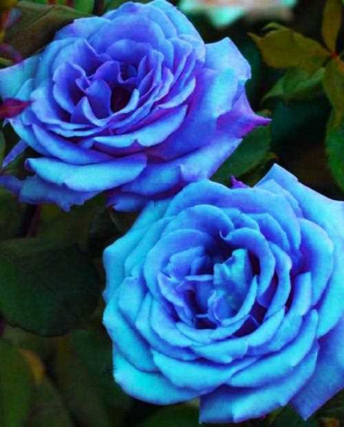 Сорт голубых роз 