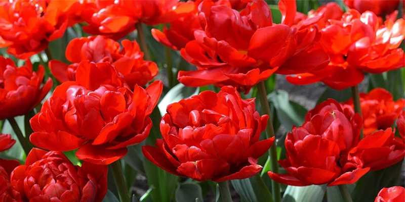 Группы красных тюльпанов