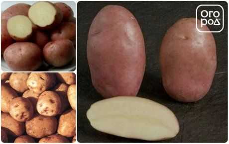 Фитофтороз - опасное заболевание картофеля