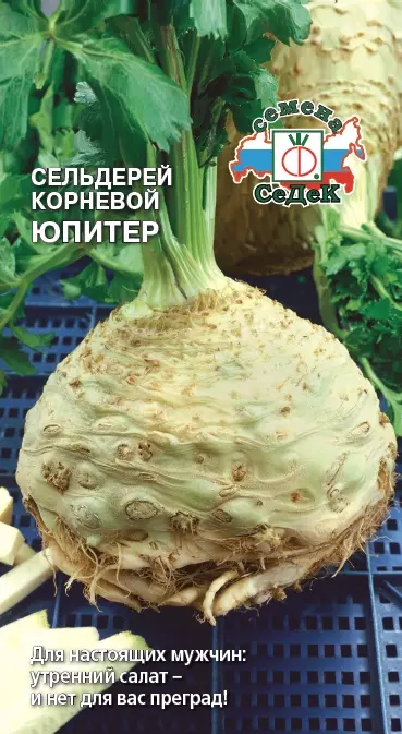 Белорусский сорт корневого сельдерея