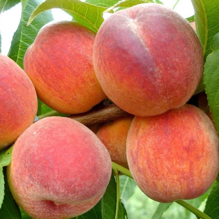 Применение персиков сорта 