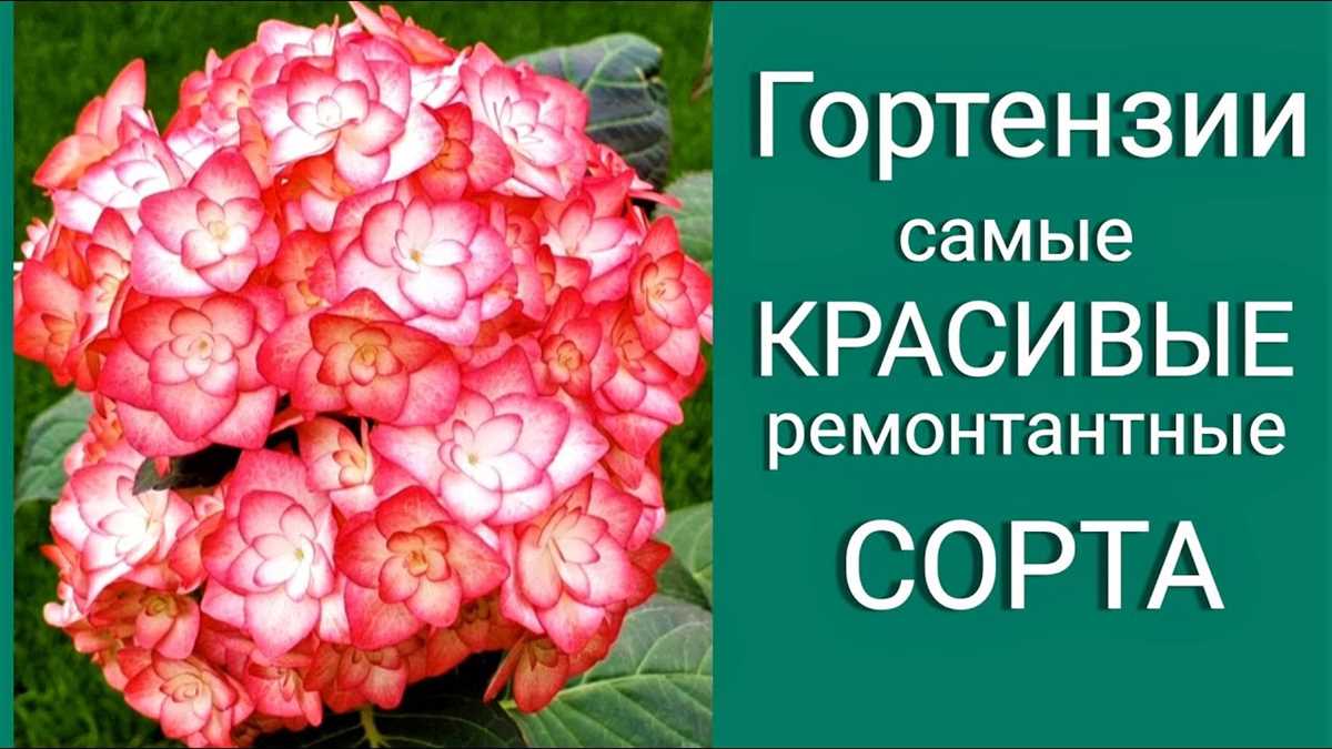 Крупнолистные сорта гортензии