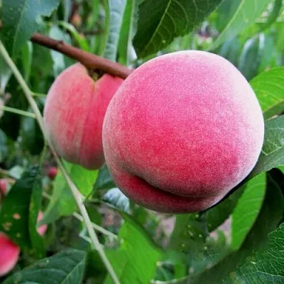 Сорта персиков для промышленного выращивания