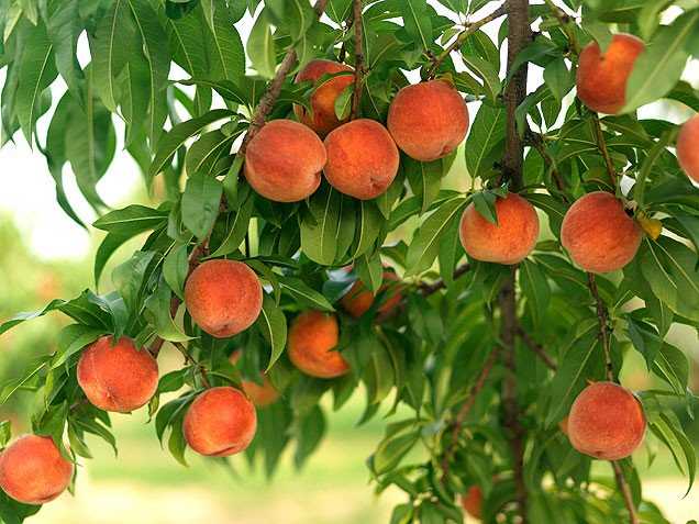 Морозостойкие сорта персиков