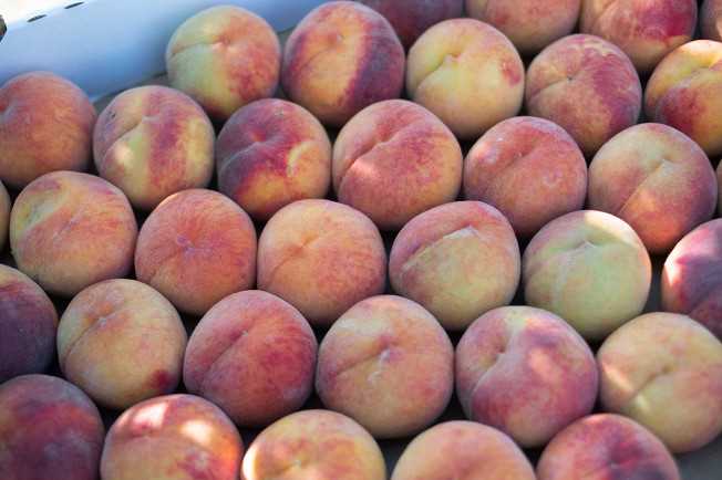Описание и характеристики розовых персиков