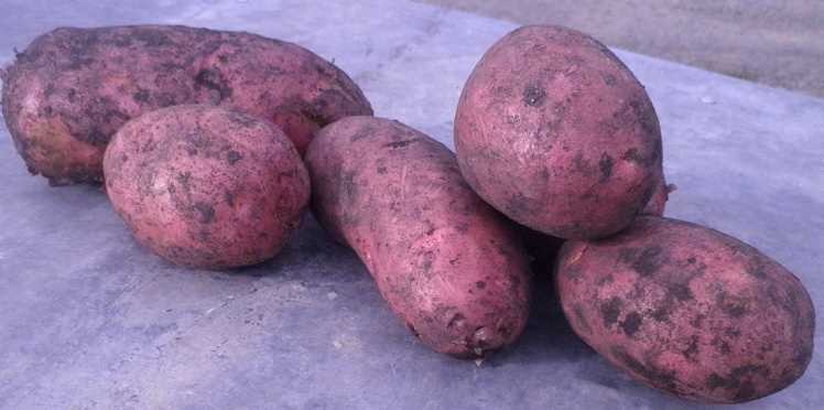 Розовый картофель - отличный выбор для запекания