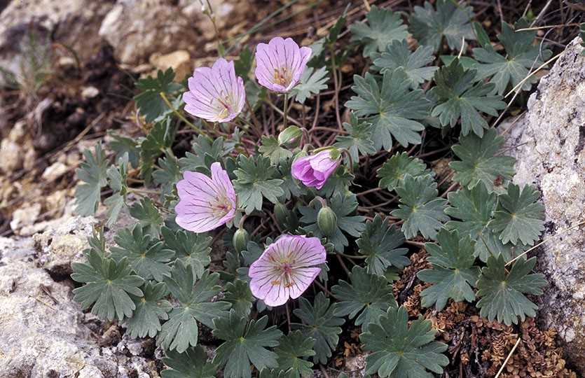 2. Герань зональная (Pelargonium x hortorum)