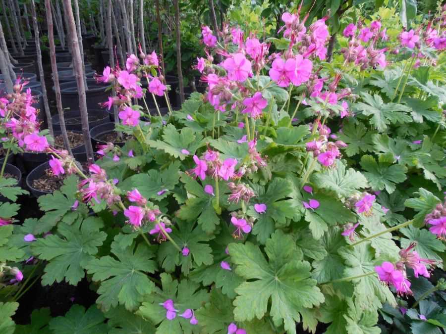 1. Герань плющелистная (Geranium peltatum)