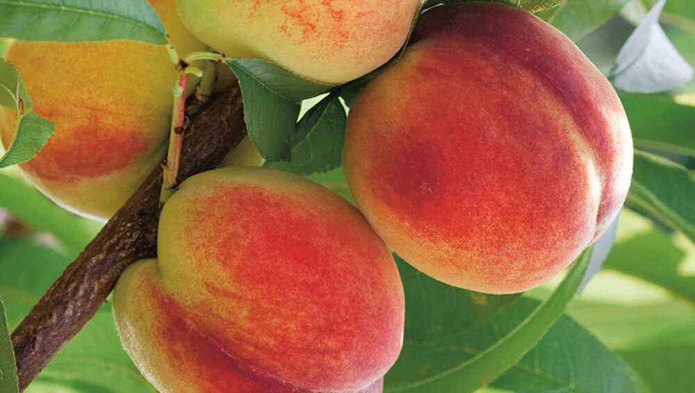 Таблица сравнения самоплодных сортов персиков