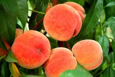 Популярные сорта самоплодных персиков