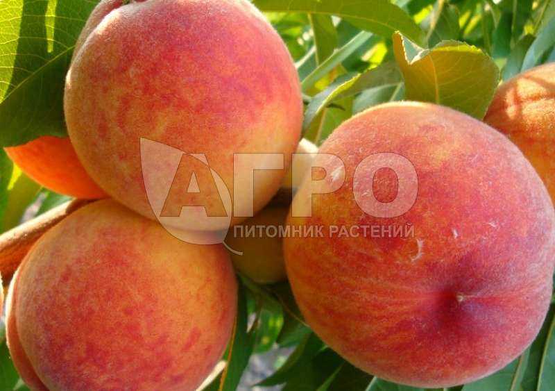 Полив и удобрение самоплодных персиков