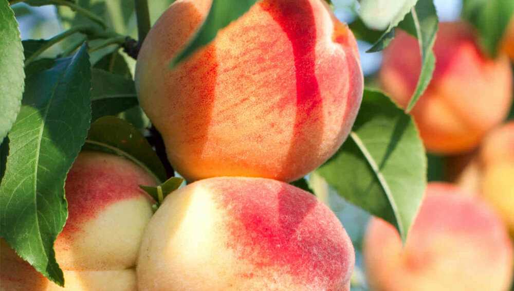 Описание самоплодных персиков