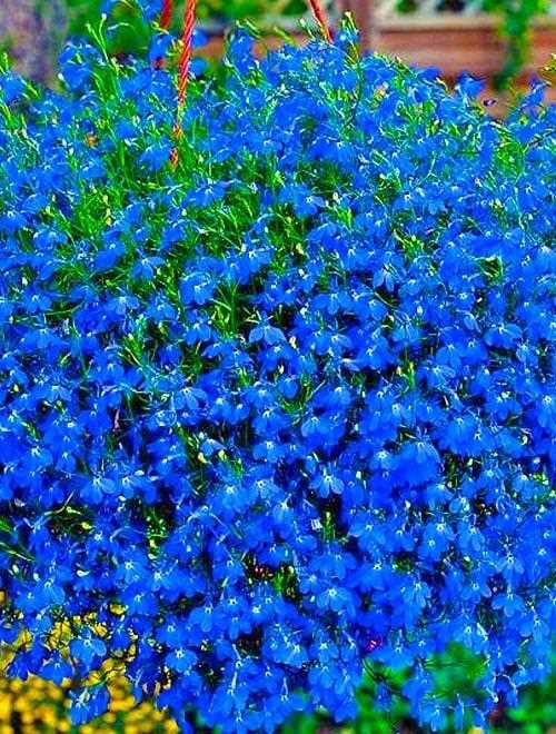 Ботанические особенности синей лобелии