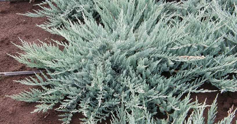 1. Межсортовой (Juniperus x media 'Wilhelm Pfitzer')