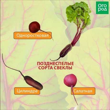 Выбор места и подготовка грунта