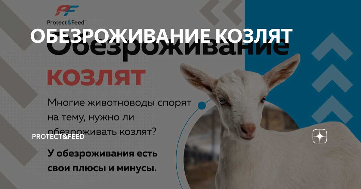 Термокаутерное обезроживание козлят и взрослых коз