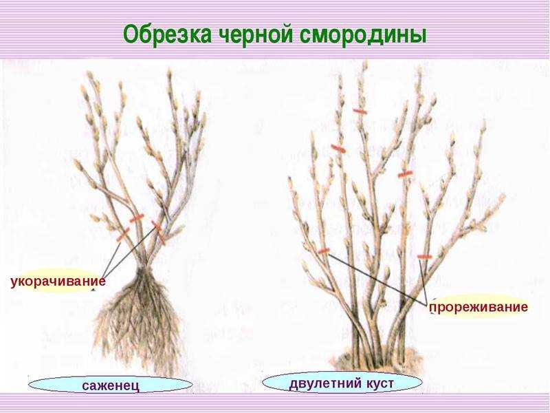 Способы формирования куста черной смородины