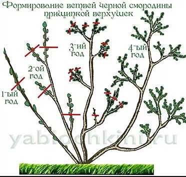 2. Пологий куст или кустовидное дерево