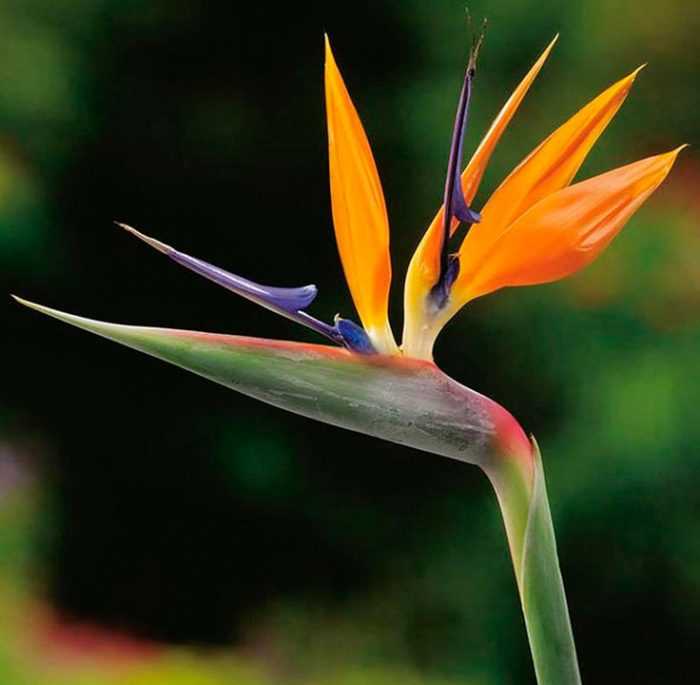 1. Стрелиция королевская (Strelitzia reginae)