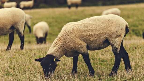 Описание суффолкских овец