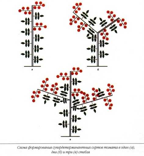 Секреты выращивания супердетерминантных сортов томатов