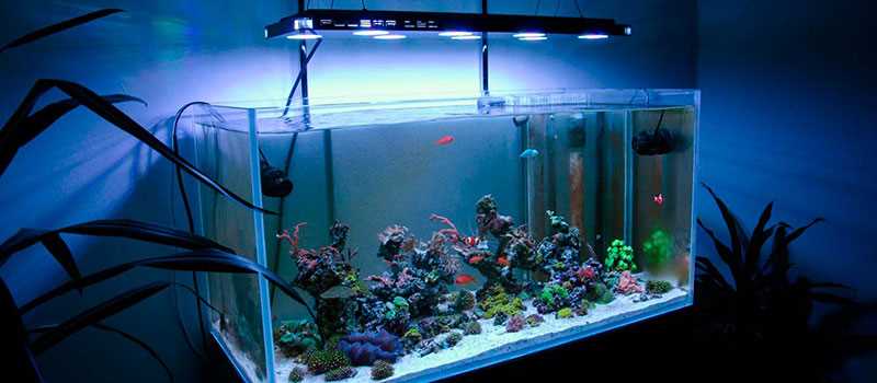 Энергоэффективность светодиодных лент для аквариума