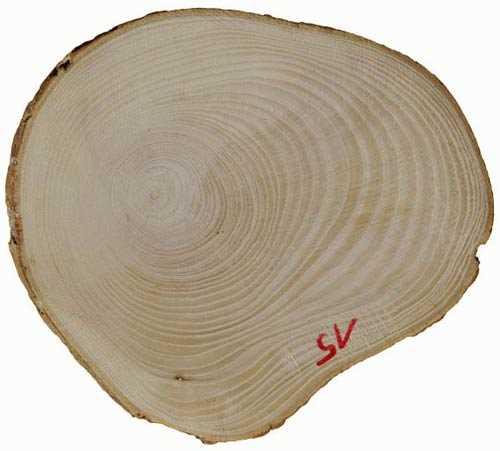 Примеры применения ясеневой древесины в облицовке и отделке