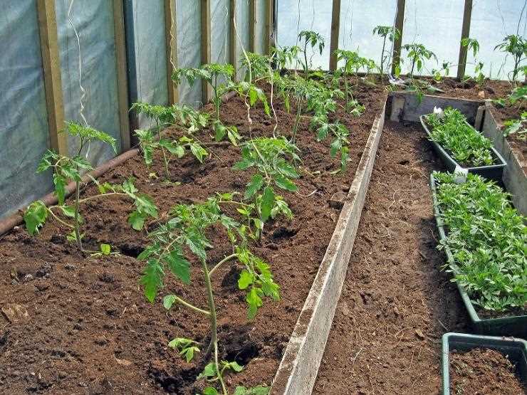 Правила посадки томатов