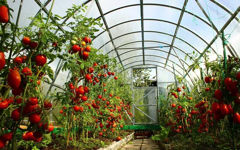 Схема и порядок посадки томатов в теплице