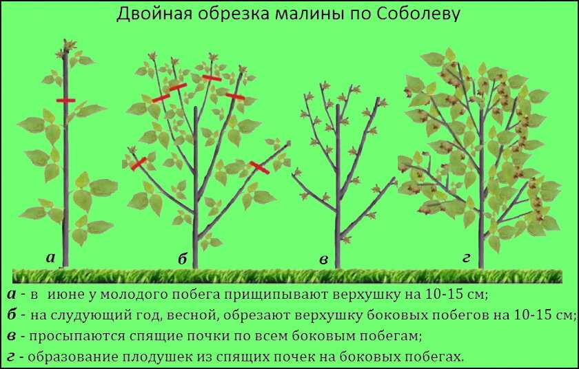 Советы по правильной обрезке малины