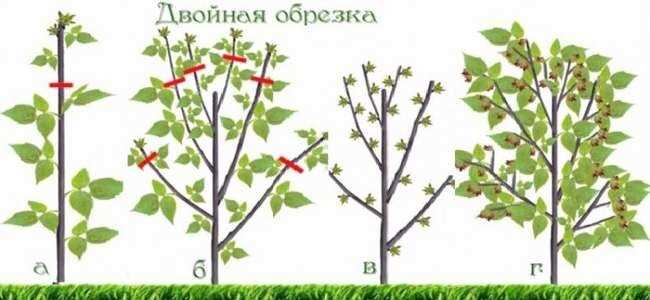 Основные этапы обрезки малины