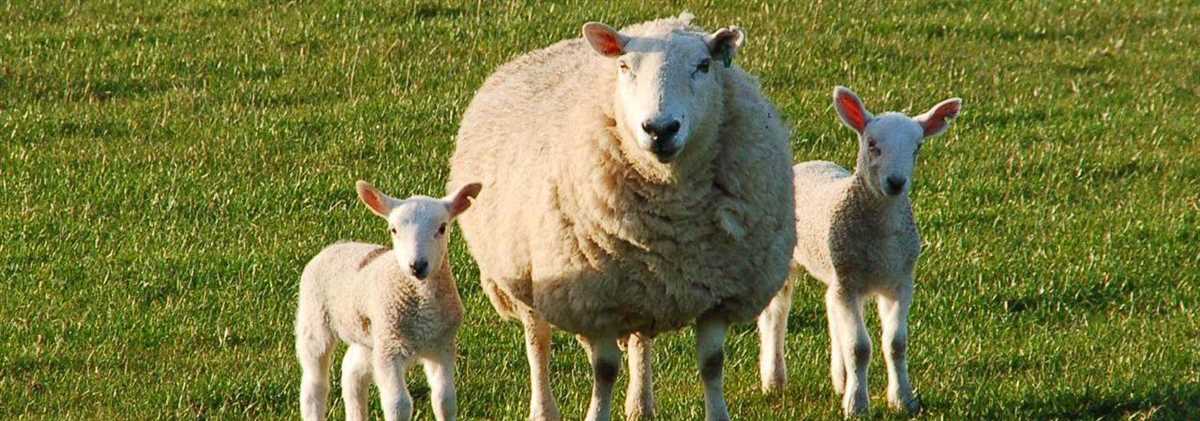 История и происхождение Ташлинской породы овец