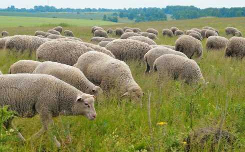 Характеристики Ташлинской породы овец