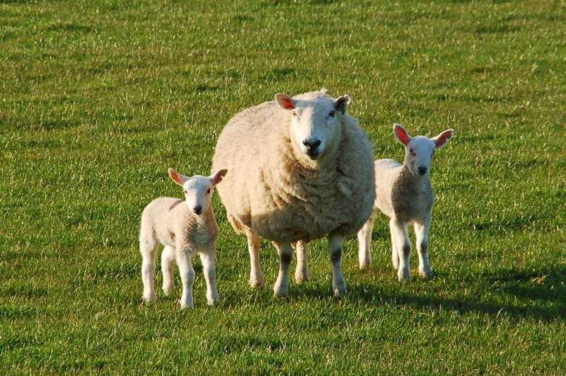 Преимущества содержания породы Тексель овец