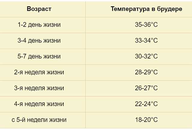 Температурный режим для взрослых птенцов