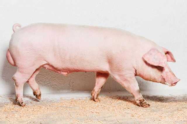 Основные черты Темпо породы свиней