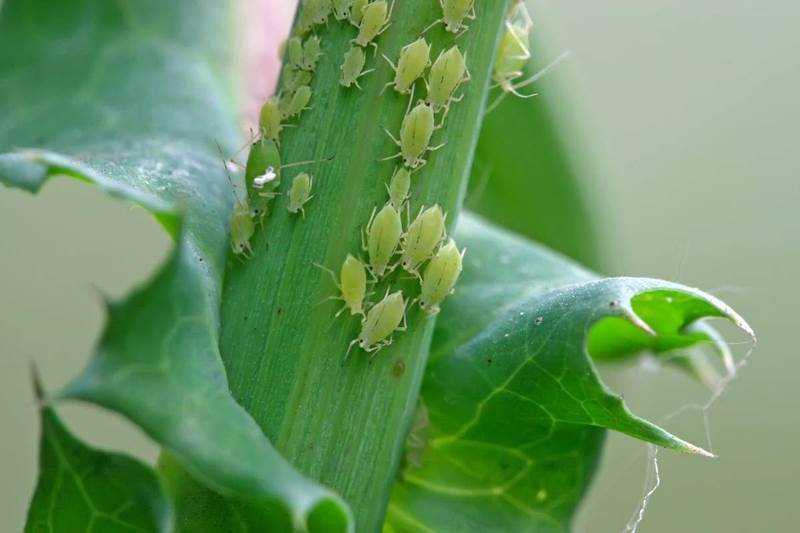3. Присутствие муравьев на растении.