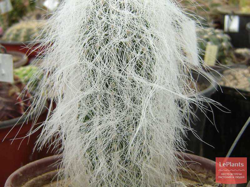 Цефалоцереус - это род кактусов семейства кактусовых. Он привлекает внимание своими уникальными и необычными формами, пышной цветущей роскошью и способностью расти в суровых условиях пустыни.