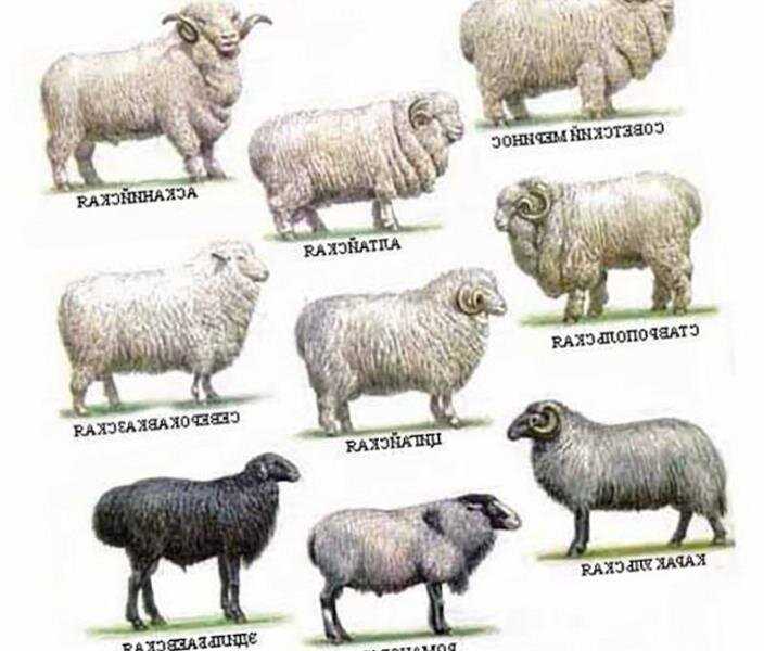 Шерсть цигайских овец