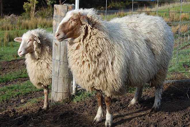 История разведения овец