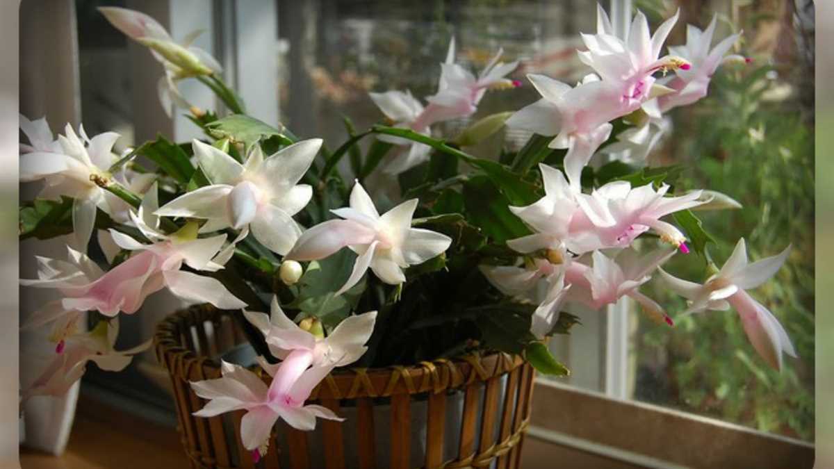 Декабрист Рассела (Schlumbergera russelliana)