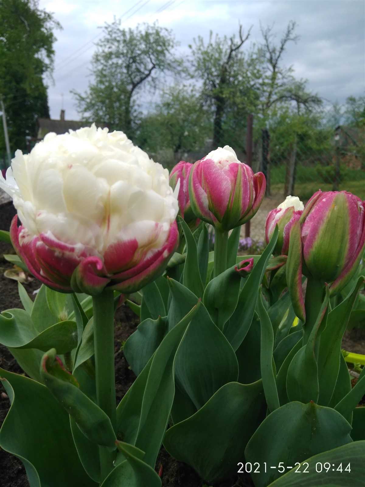 Сочетания и использование тюльпанов Айс Крим в флористике