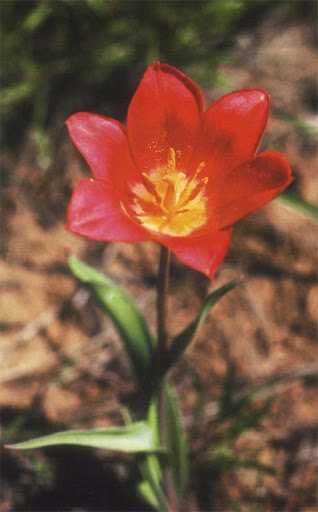 Особенности выращивания тюльпанов Шренка