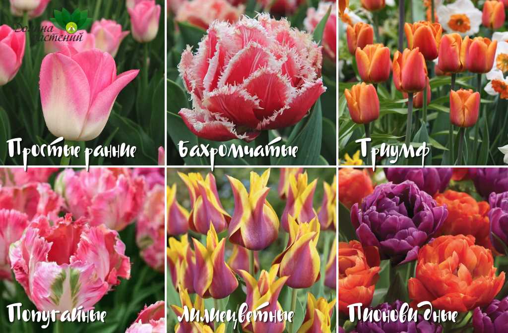 Выбор и разновидности тюльпанов «Стронг»