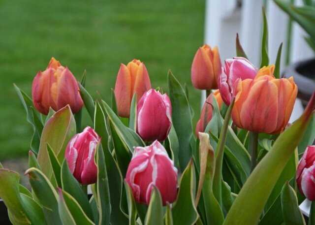 Тюльпаны триумф: разнообразие сортов и особенности выращивания